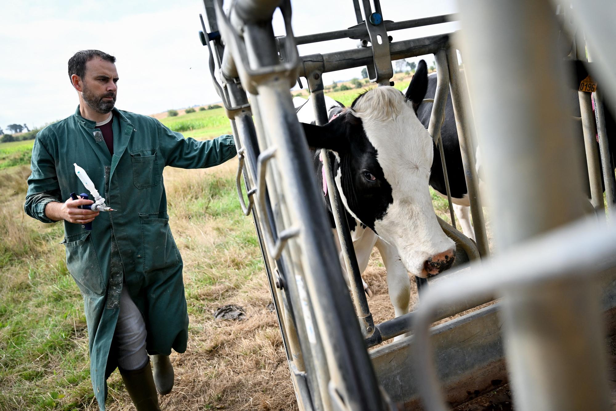 Vital that bluetongue vaccine delays are not repeated again