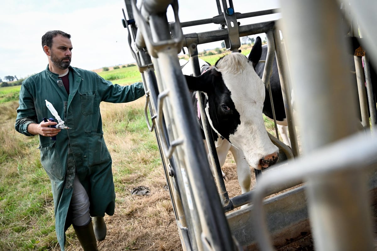 Vital that bluetongue vaccine delays are not repeated again