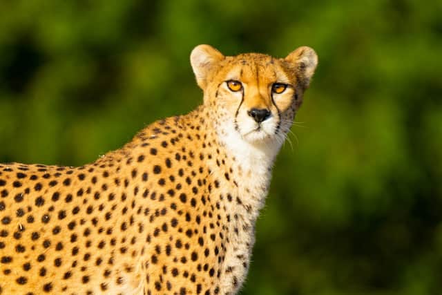 The two endangered cheetahs have arrived at Yorkshire Wildlife Park