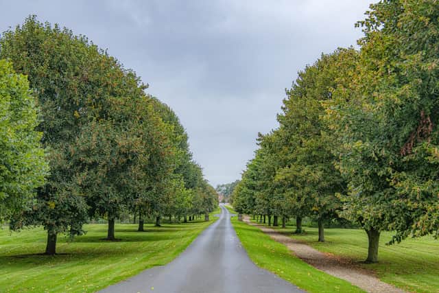 Lime trees line the avenue through the Arboretum at Burton Constable Holiday Park photographed for the Yorkshire Post by Tony Johnson.