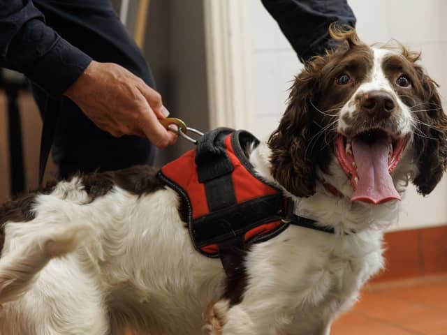 Sniffer dog found Preston teen's drug stash hidden under his own mum's bed