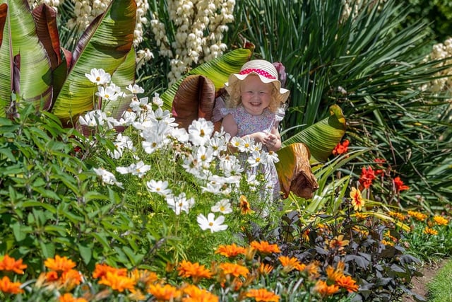 A three-year-old girl from Morley nestles among the flowers in Valley Gardens.