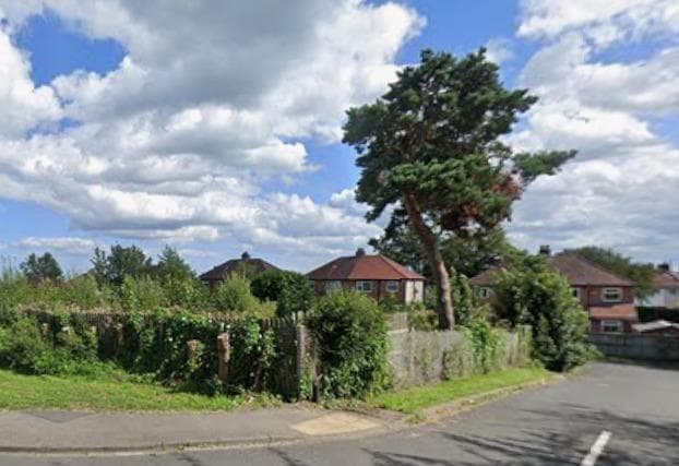 Councillors reject ‘vandalous’ felling of tree cut down more than six ...