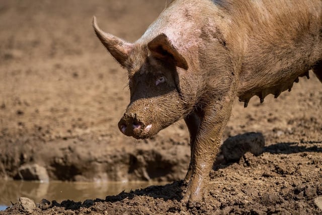 A free-range pig in a field near Leeds covers itself in mud to cool down.