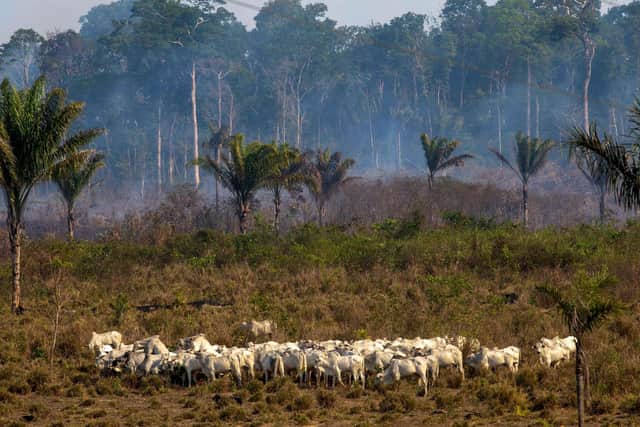 Cattle graze with a burnt area in the background after a fire in the Amazon rainforest. PIC: JOAO LAET/AFP/Getty Images