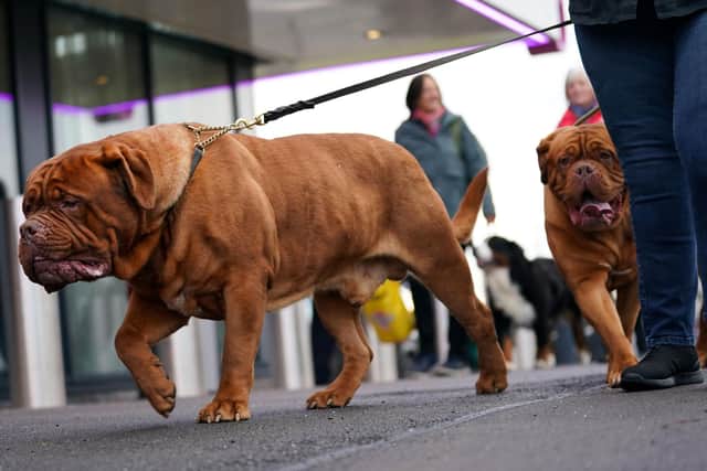 Dogues de Bordeaux, another of the breeds Moran specialised in, pictured arriving at Crufts in 2022