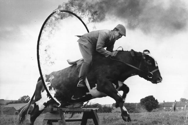 Farmer Colin Newlove, and his four-year-old Yorkshire bull jump through a burning hoop on Newlove’s farm in the village of Bugthorpe in August 1963.
