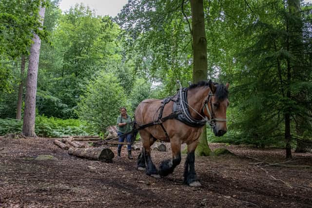 Peri Dunford from the British Horse Loggers working in the woodland walk area on the first day of the Great Yorkshire Show in Harrogate photographed for the Yorkshire Post by Tony Johnson. 11th July 2023