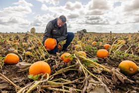Stuart Gibson, a Morrisons pumpkin grower, harvests pumpkins for carving and cooking despite this year´s challenging weather conditions.