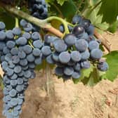 Ciliegiolo grapes, say it 'chill ya jolo’ to be almost right