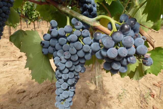 Ciliegiolo grapes, say it 'chill ya jolo’ to be almost right