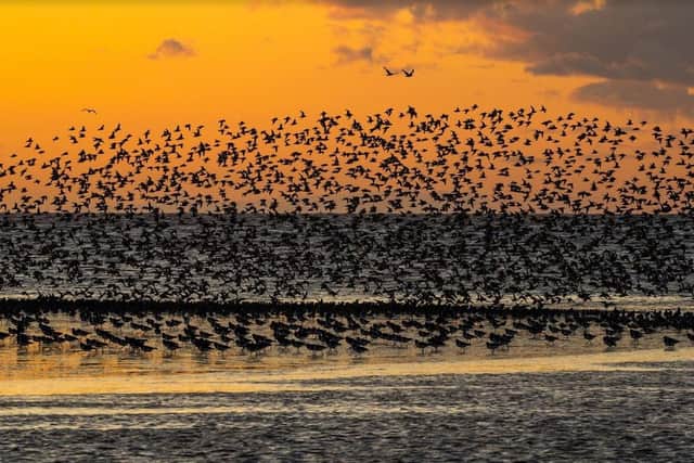 A flock of waders at sunset Picture: Phill Gwilliam