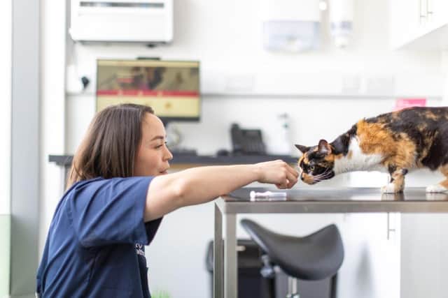 Amelia treating a cat at Holly House. Picture: Pet Health Club.