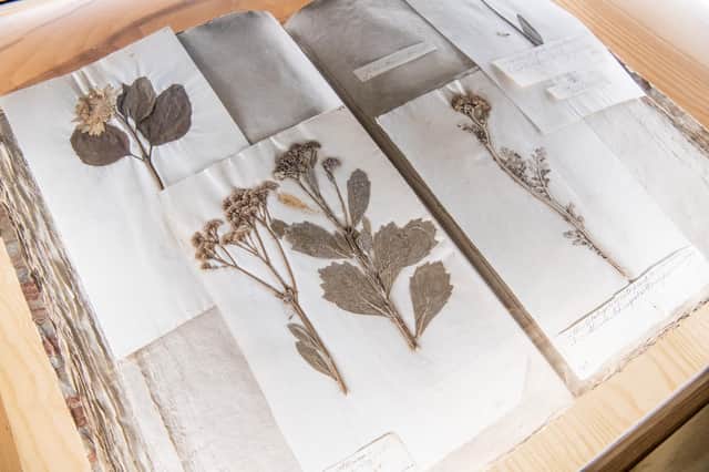 An eighteenth century volume of pressed plant specimens featuring in the exhibition The Curiosity Garden. Photograph by Tony Johnson.