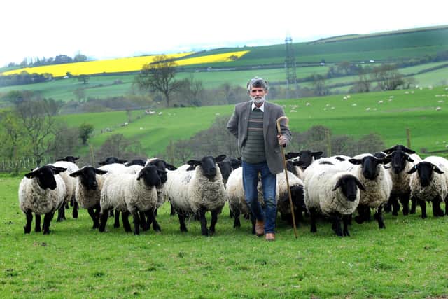 Lester Peel is a champion breeder of pedigree Suffolk sheep