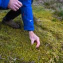 Some sphagnum moss growing on moorland above Skipton. PIC: James Hardisty