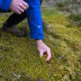 Some sphagnum moss growing on moorland above Skipton. PIC: James Hardisty