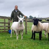 John North, Brackenber Fold, Giggleswick, is chief sheep steward at Great Yorkshire Show. (Pic credit: Bruce Rollinson)