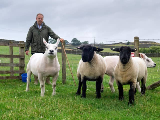 John North, Brackenber Fold, Giggleswick, is chief sheep steward at Great Yorkshire Show. (Pic credit: Bruce Rollinson)