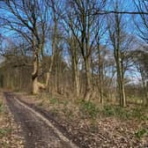 East Wood, a large stretch of woodland that spans almost 20 acres in the village of Weston, which sits above Otley, is for sale offering potential timber production, as well as a slice of rural tranquillity.