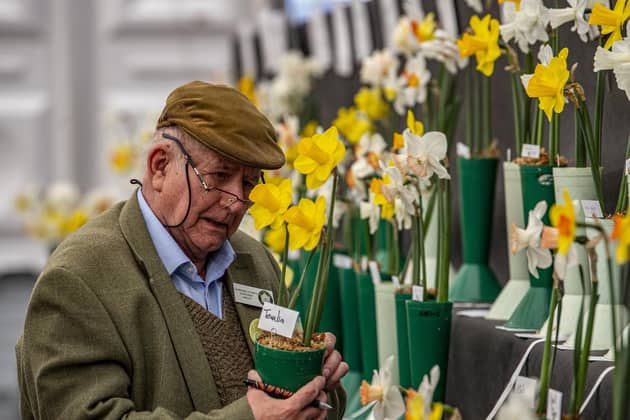 21 April  2022.....   Daffodil Society judge John Freer  casting his eye over the entries on the first day at the 2022 Harrogate Spring Flower Show. The flower show runs from 21st – 24th April at The Great Yorkshire Showground, Harrogate. Picture Tony Johnson