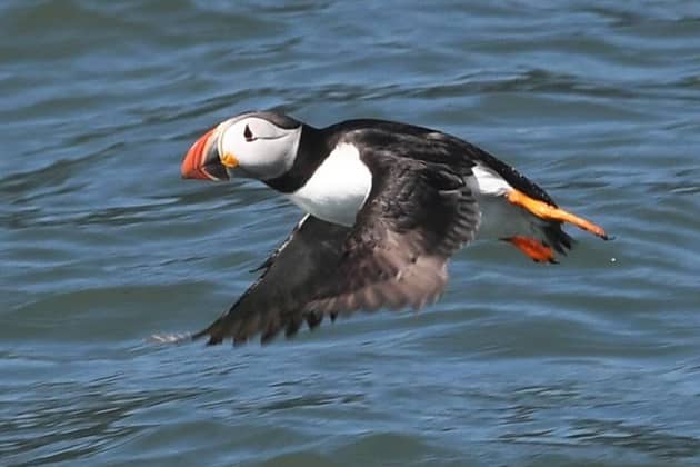 Puffins pictured on the water on the Bridlington coastline. PIC: Simon Hulme