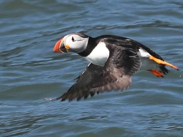 Puffins pictured on the water on the Bridlington coastline. PIC: Simon Hulme