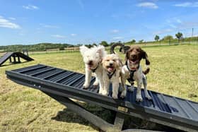 An illustrative image of a dog walking park. Picture is from Ms Vollans/City of York Council's planning portal