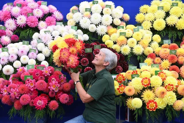 15th September 2023
Harrogate Autumn Flower Show.
Pictured Maxine Hall of Halls of Heddon poses on her stall in the Grand Floral Pavilion.
Picture Gerard Binks