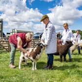 Sandy Davison judges the sheep classes  at Borrowby Show photographed for the Yorkshire Post by Tony Johnson  29th July 2023