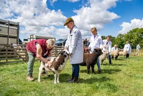Sandy Davison judges the sheep classes  at Borrowby Show photographed for the Yorkshire Post by Tony Johnson  29th July 2023