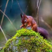 Large areas of coniferous woodland at the Snaizeholme Red Squirrel Trail in the heart of the Widdale Red Squirrel Reserve close to Hawes. (Pic credit: James Hardisty)