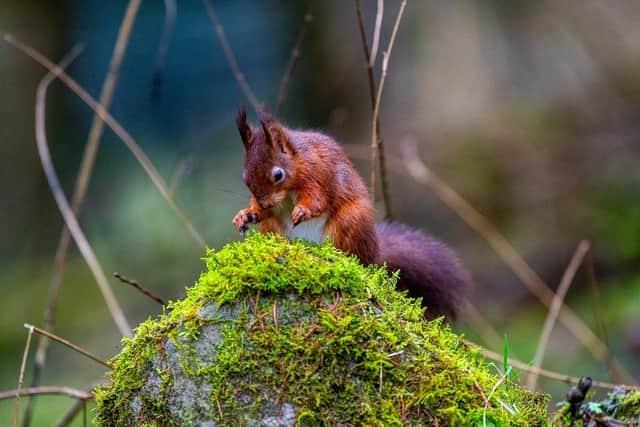 Large areas of coniferous woodland at the Snaizeholme Red Squirrel Trail in the heart of the Widdale Red Squirrel Reserve close to Hawes. (Pic credit: James Hardisty)