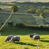 'The countryside is a busy working environment – farms are places of work'. PIC: Tony Johnson