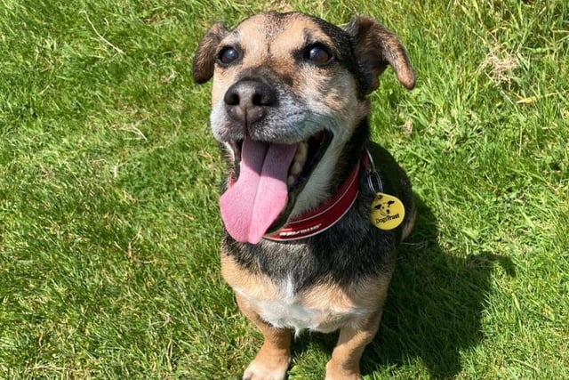 Male - Jack Russell Terrier - aged 8 and over. Mack needs an adult only home and will be the centre of attention. He could do with a quiet home where the owner will be most of the time, as he isn't used to being alone.