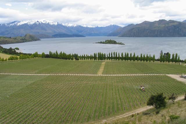 Central Otago - where if you can grow apricots, you can definitely grow good grapes.