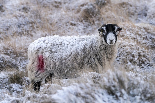 A sheep in snowy conditions in Goathland, North Yorkshire. (Photo credit: Danny Lawson/PA Wire)