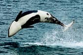 A Killer whale damatically flips out of the North Sea near the Farne Islands, Northumberland