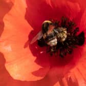 A bumblebee sits on a poppy in the wildflower meadow. PIC: Joe Giddens/PA Wire