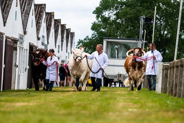 This year GYS are hosting the national competition of three cattle breeds societies, the Longhorn, Beef Shorthorn and Charolais, (left to right), Tracy Severn, of Halifax, with a six year old Beef Shorthorn Bull, Emyr Owen, of Falkirk, Scotland, with a White Charolais, and Graham Walker, of Easingwold, with a Longhorn.