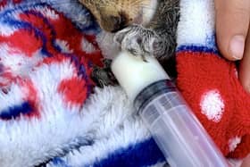A ten-year-old from East Yorkshire has been recognised by the RSPCA Young Photographer Awards for a photo of a baby squirrel he took in back garden. 
Hugo Napier took a picture of the orphan squirrel being fed milk through a syringe and submitted it to the annual national competition for under 18s, which this year attracted more than 4,000 entries.