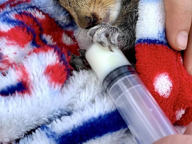 A ten-year-old from East Yorkshire has been recognised by the RSPCA Young Photographer Awards for a photo of a baby squirrel he took in back garden. 
Hugo Napier took a picture of the orphan squirrel being fed milk through a syringe and submitted it to the annual national competition for under 18s, which this year attracted more than 4,000 entries.