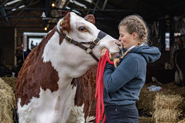 Katherine Shaw preparing her Hereford cow on the first day of the Great Yorkshire Show