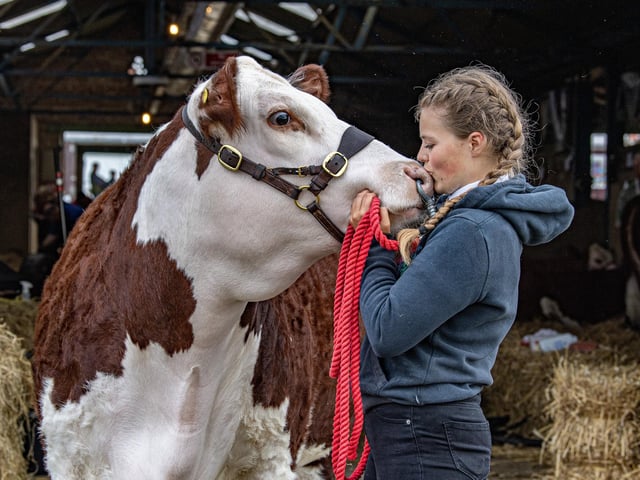 Katherine Shaw preparing her Hereford cow on the first day of the Great Yorkshire Show