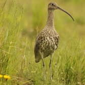 'The curlew’s distinctive and evocative call is one that increasingly fewer people, especially those in lowland Britain, can enjoy'.