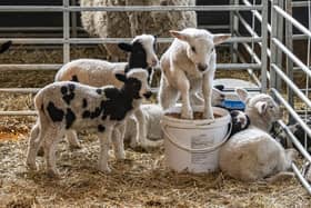 Lambs at Cannon Hall Farm. (Pic credit: Tony Johnson)