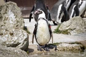 Celebrations take place behind closed doors to mark the 30th birthday of Rosie, one of the Humboldt penguins at Sewerby Hall, in Bridlington Picture: Danny Lawson/PA Wire
