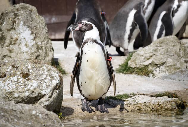 Celebrations take place behind closed doors to mark the 30th birthday of Rosie, one of the Humboldt penguins at Sewerby Hall, in Bridlington Picture: Danny Lawson/PA Wire