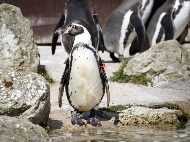 Celebrations take place behind closed doors to mark the 30th birthday of Rosie, one of the Humboldt penguins at Sewerby Hall, in Bridlington Picture: Danny Lawson/PA Wire
