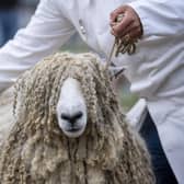 There’s been a record number of sheep entries this year for The Great Yorkshire Show, with a waiting list since April and additional pens drafted in to accommodate numbers which have reached 3,525.